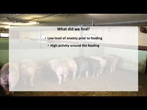 Nourrir l'ensilage d'herbe/de trèfle aux porcs de finition en plus de l'alimentation liquide (vidéo OK-Net Ecofeed)