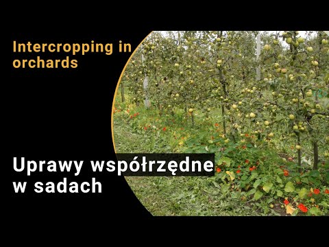 Intercropping in orchards as innovative practice of soil management (BIOFRUITNET Video)