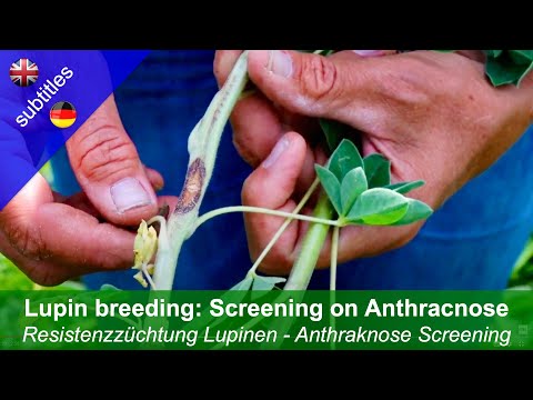 Cría de lupino blanco - Detección de antracnosis (video de Liveseed)
