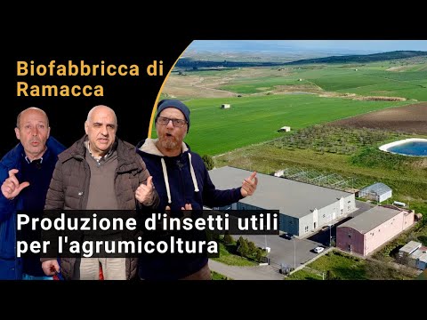 Noderīgu kukaiņu ražošana Ramacca Biofactory for Biocontrol citrusaugļos (BIOFRUITNET video)