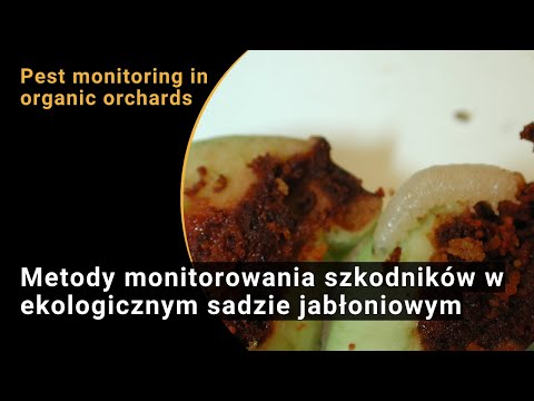 Monitoring głównych szkodników sadu ekologicznego (wideo BIOFRUITNET)