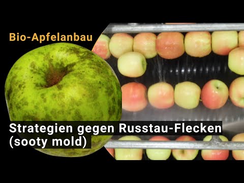 Kvēpu pelējums — kontroles stratēģijas bioloģiskai augļu audzēšanai (BIOFRUITNET video)