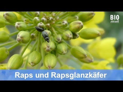 Manejo de cultivos de colza y control del escarabajo del polen