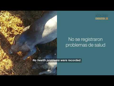 Brewer's yeast silage for feeding pigs (OK-Net Ecofeed Video)