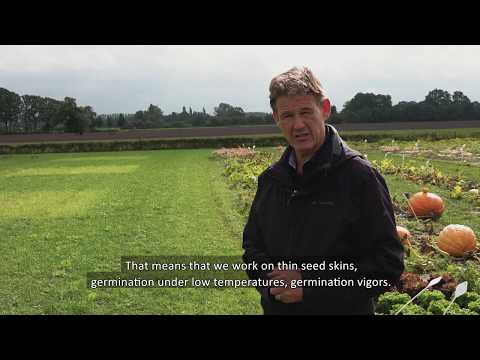 Organic pumpkin breeding (Liveseed video)