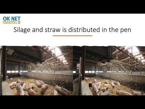 Uso de un distribuidor automático de paja para alimentar con ensilaje a los cerdos: potencial para aumentar el consumo de ensilaje de los cerdos y su efecto sobre el comportamiento y la limpieza del corral (vídeo de OK-Net Ecofeed)