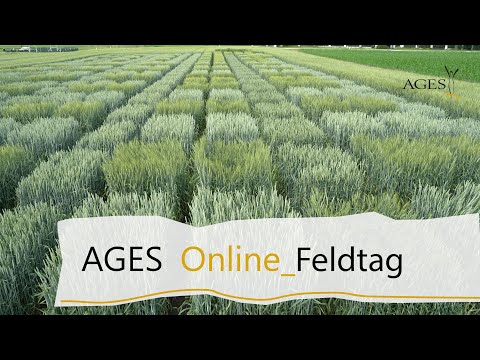 Field trials for treatments against Tilletia caries (Liveseed video)