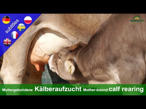 Mammabunden kalvuppfödning på Rengoldshausen-gården förklarat av Mechthild Knösel