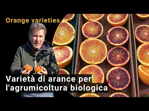 Orange varieties for organic citrus cultivation in Sicily (BIOFRUITNET Video)