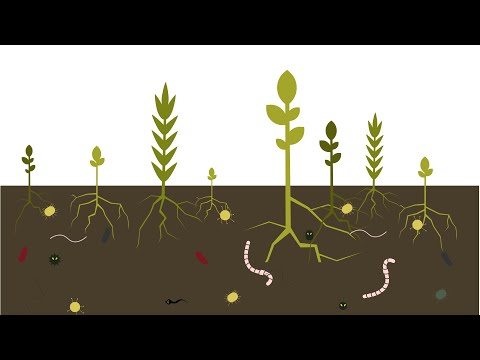 Praktische Informationen zur Bodengesundheit (Best4Soil Video)
