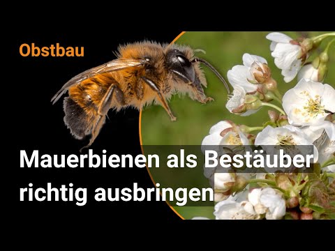 Mauerbienen für erfolgreiche Bestäubung in geschlossenen Kirschplantagen (Video von Biofruitnet)