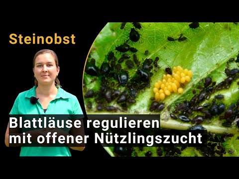 Jak zwalczać mszycę czereśniową (Myzus cerasi) za pomocą otwartej hodowli pożytecznych owadów (wideo BIOFRUITNET)