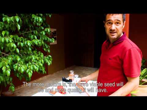 Gem og opbevaring af tomatfrø (Liveseed-video)