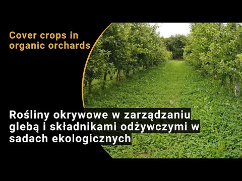 Täckgrödor i marknäringshantering i ekologiska fruktträdgårdar (BIOFRUITNET Video)