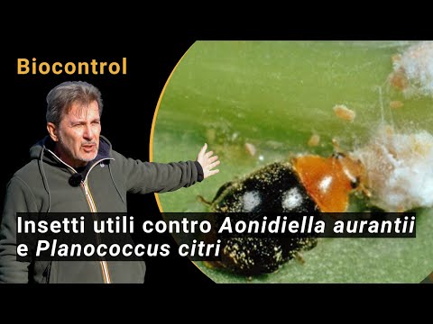Biokontrole bioloģiskās citrusaugļu audzēs: Aonidiella aurantii/Aphytis un Planococcus citri/Cryptolaemus (BIOFRUITNET video)