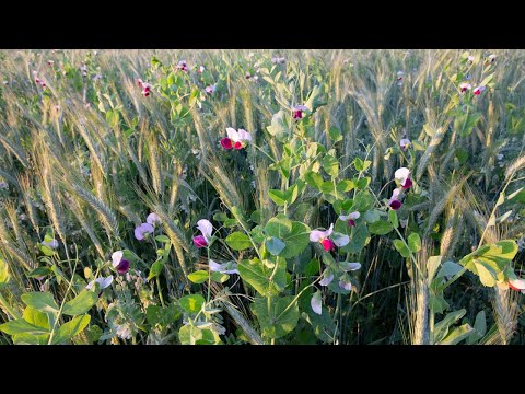 Anaerob talajfertőtlenítés (ASD): Előnyök és hátrányok (Best4Soil videó)