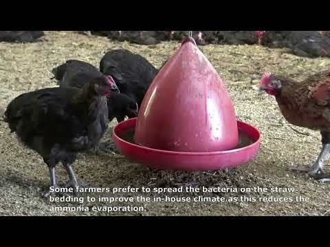 Ajout de bactéries lactiques via l'ensilage de maïs ou à l'eau potable dans les poulets de chair bio (vidéo OK-Net Ecofeed)