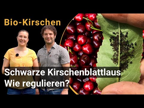 Organic plant-protection: Direct regulation of the black cherry aphid (Biofruitnet Video)